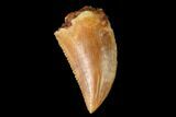 Serrated, Raptor Tooth - Real Dinosaur Tooth #171438-1